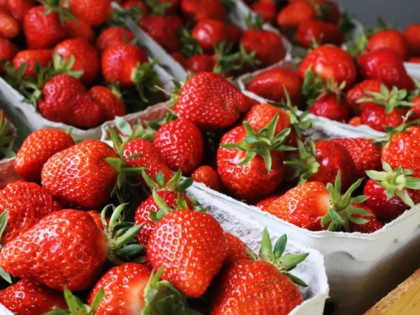 Des lots de fraises contamin&eacute;s aux pesticides font l&rsquo;objet d&rsquo;un rappel national