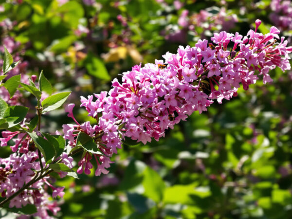 Jardiniers-&eacute;colo-Lilas-Coccinelles