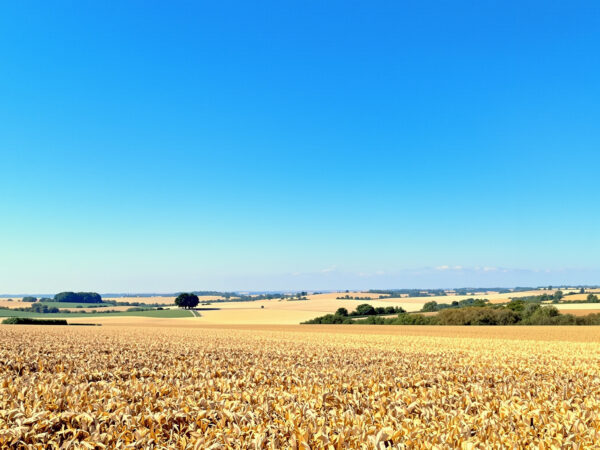 champs_s&eacute;cheresse_france