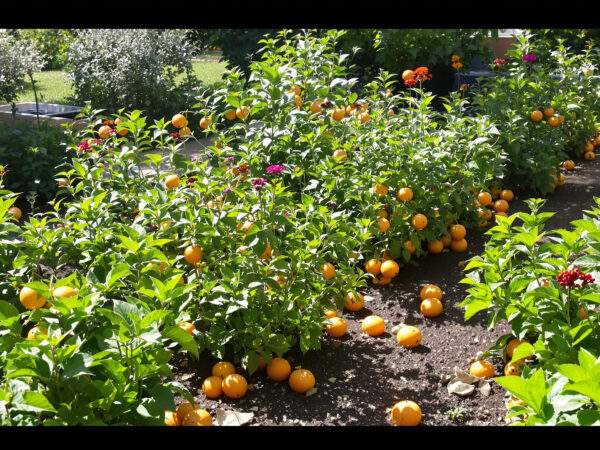 potager_&eacute;corces_agrumes