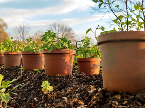 protection_jardin_pots_terre