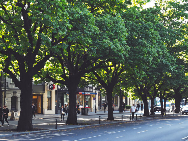 urban_trees_with_spring_light