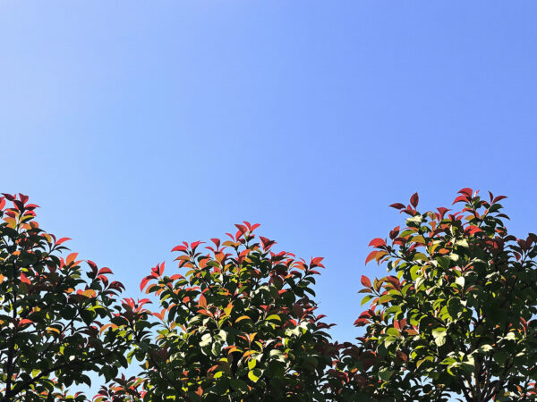 verger_pechers_colores