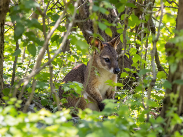 WallabyYvelinesForêt