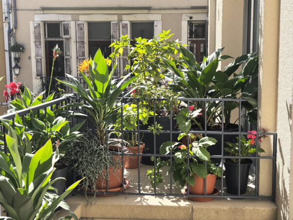 balcon_avocatier_urbain