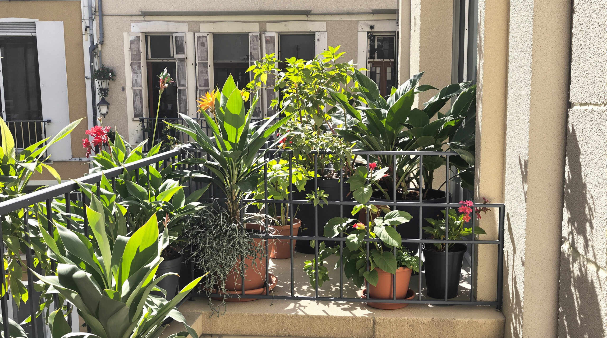 balcon_avocatier_urbain