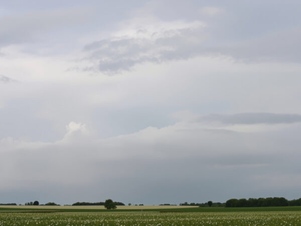 campagne_brumeuse_pringtemps