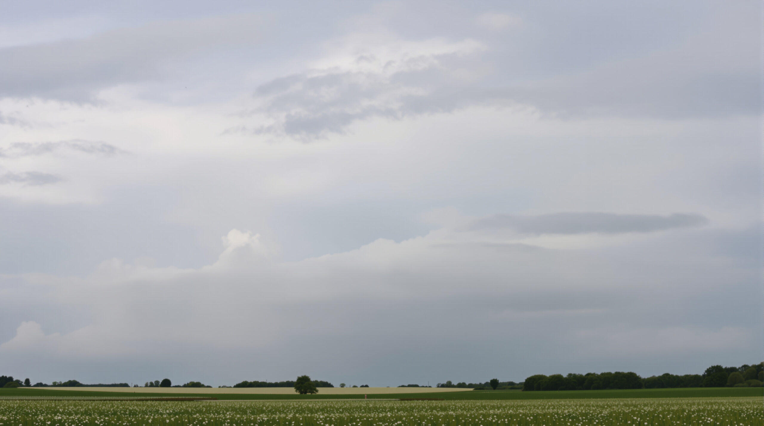 campagne_brumeuse_pringtemps
