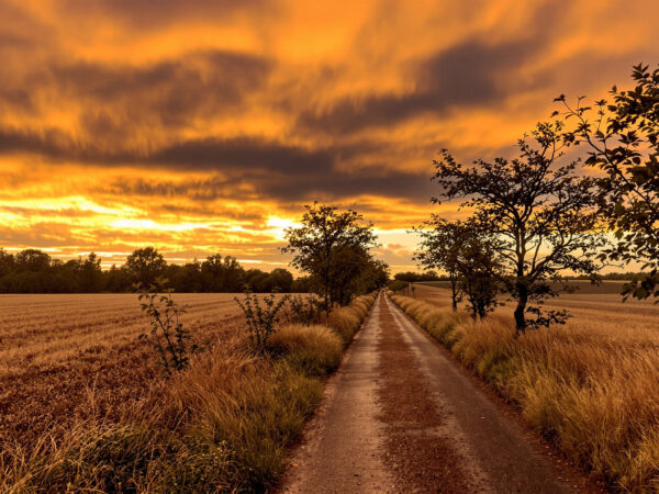 chemin_pluvieux_automnal