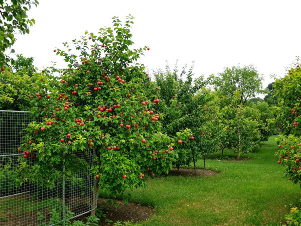Jardin apr&egrave;s pluie.