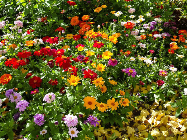 Jardin_Naturel_Vari&eacute;