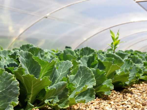 potager_chou_kale