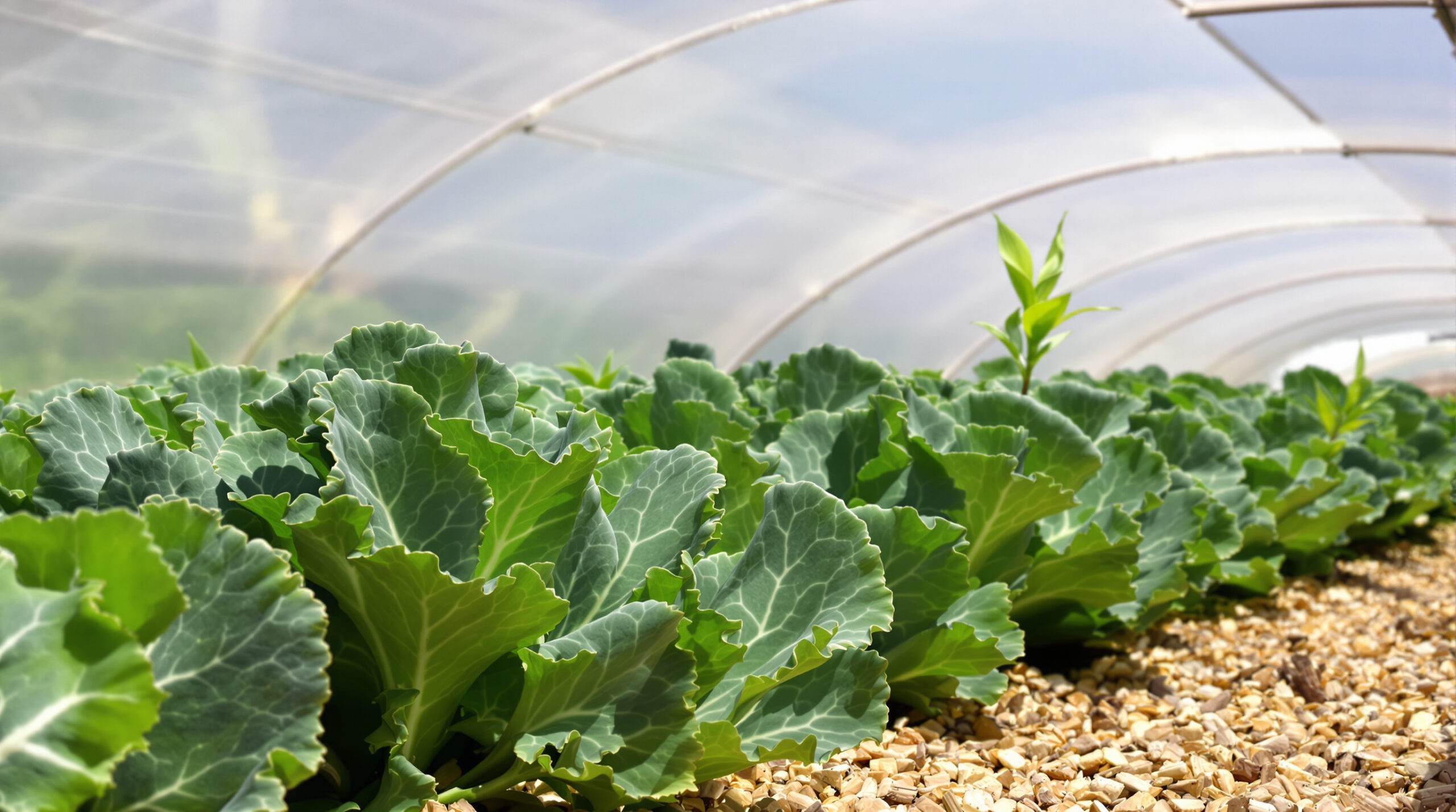 potager_chou_kale