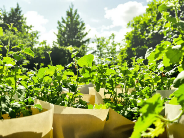 Potager_journal_paillage
