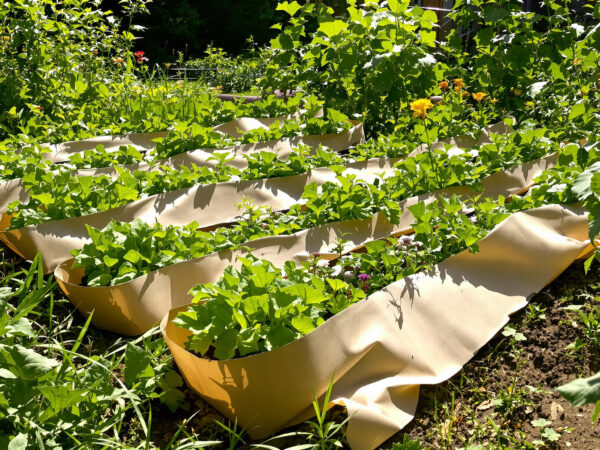 potager_paillage_ecologique