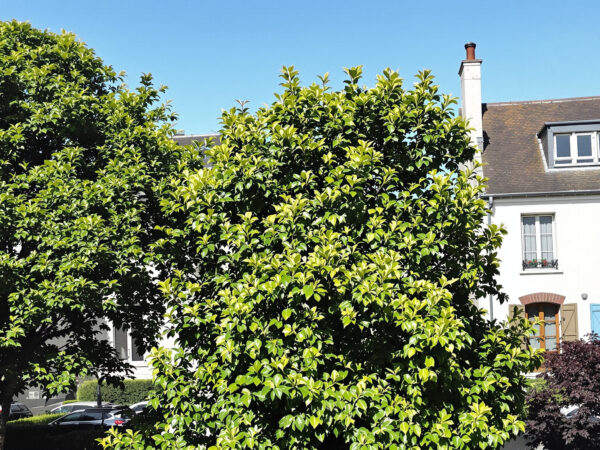 quartier_residentiel_angers_maisons