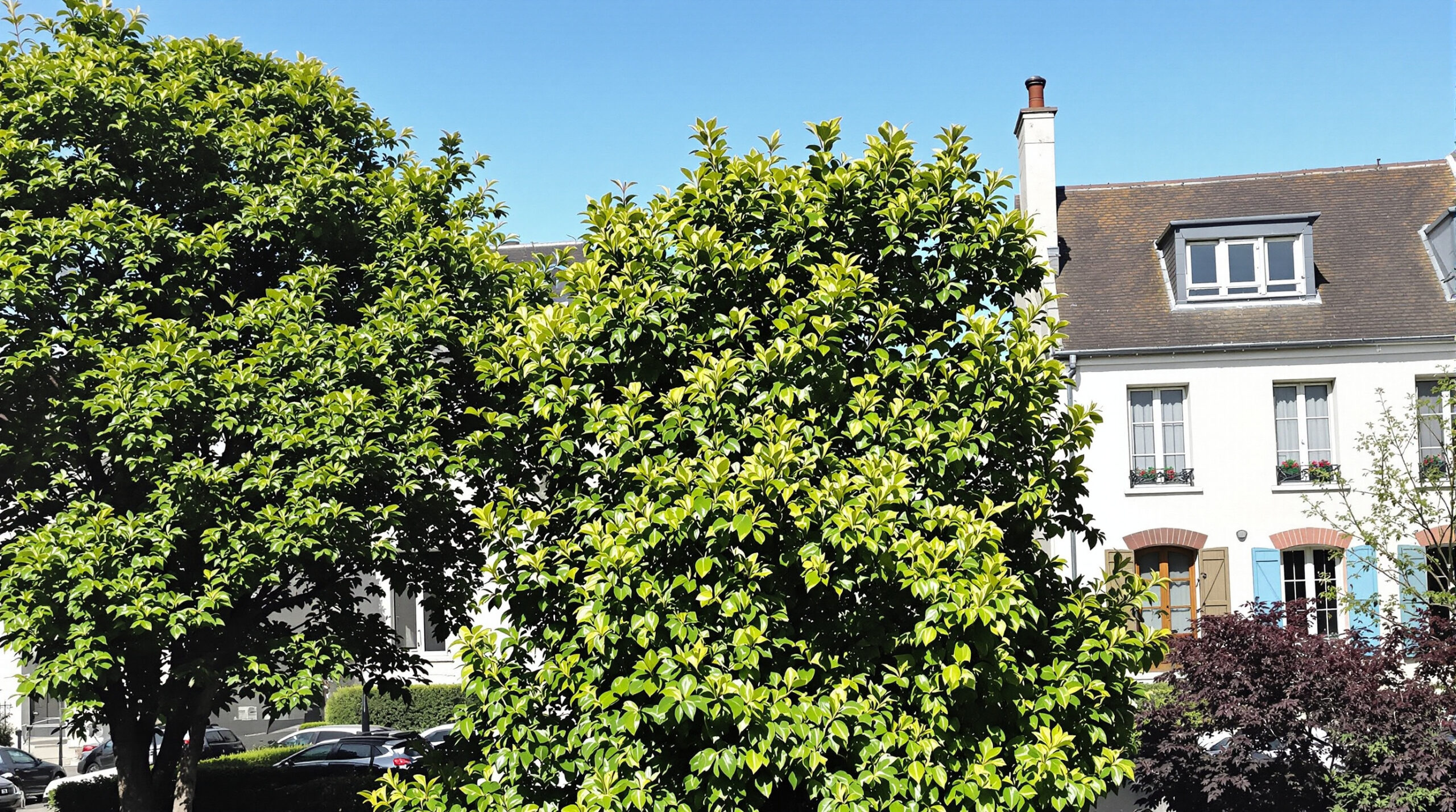 quartier_residentiel_angers_maisons