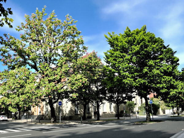 rue_calme_toulouse
