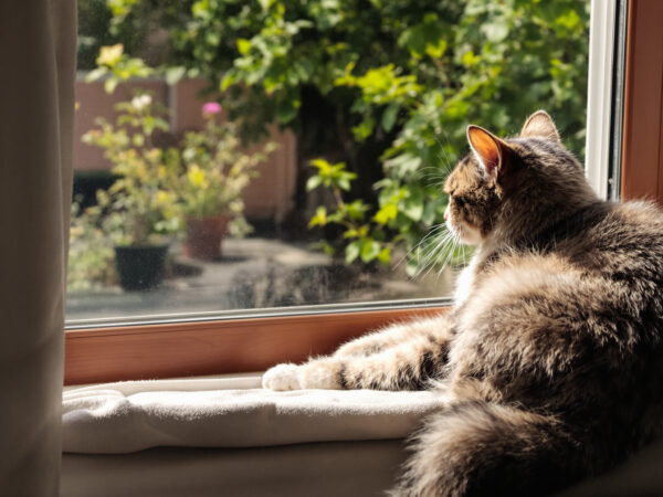 chat_senior_fenetre_jardin