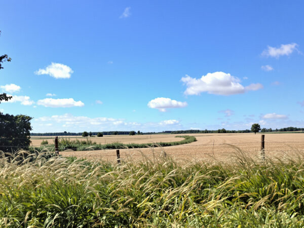 friche_campagne_cloture