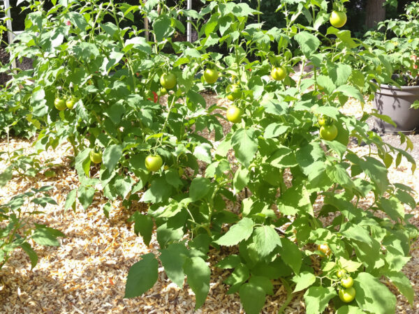 potager_tomates_paille