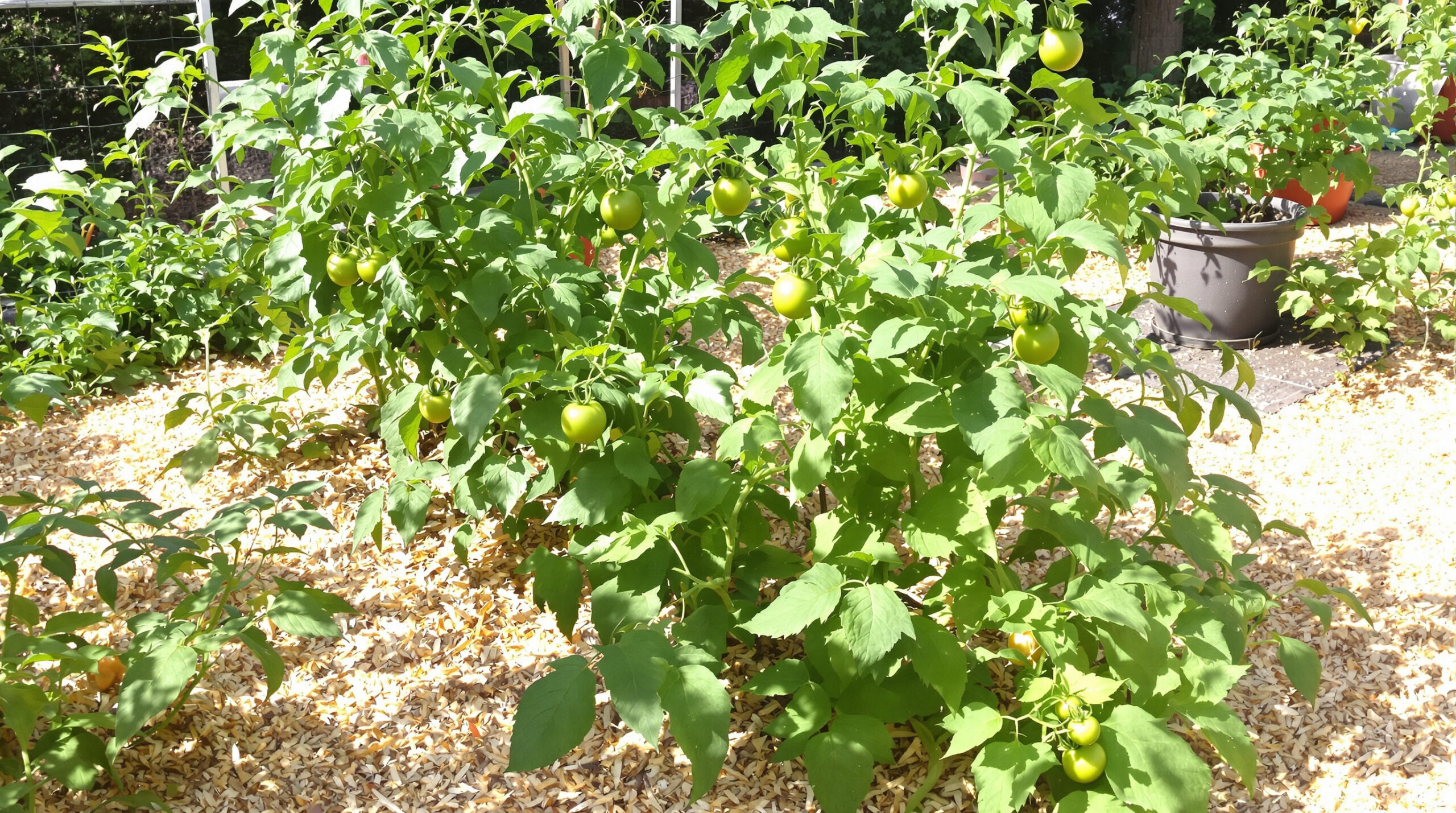 potager_tomates_paille
