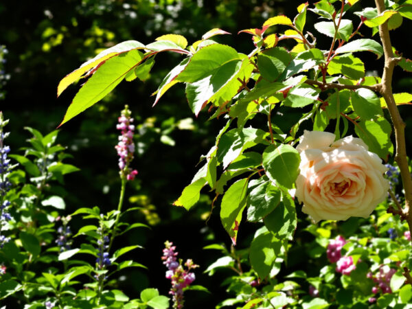 Rosiers_Affect&eacute;s_Par_Chenilles