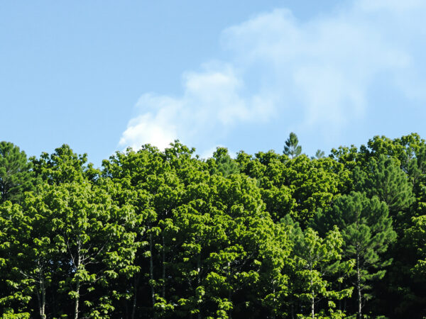 foret_fumee_lumineuse