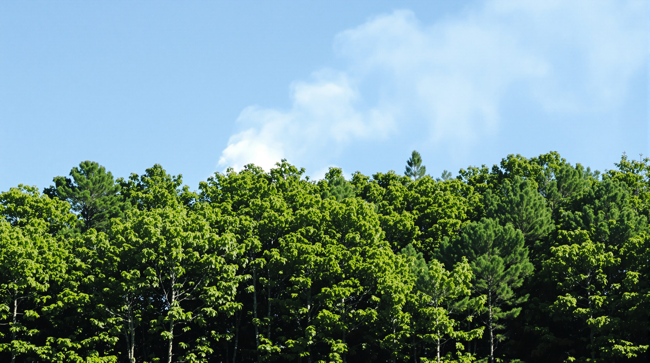 foret_fumee_lumineuse