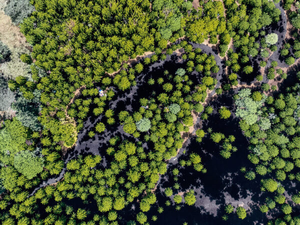 for&ecirc;t_incendie_impact
