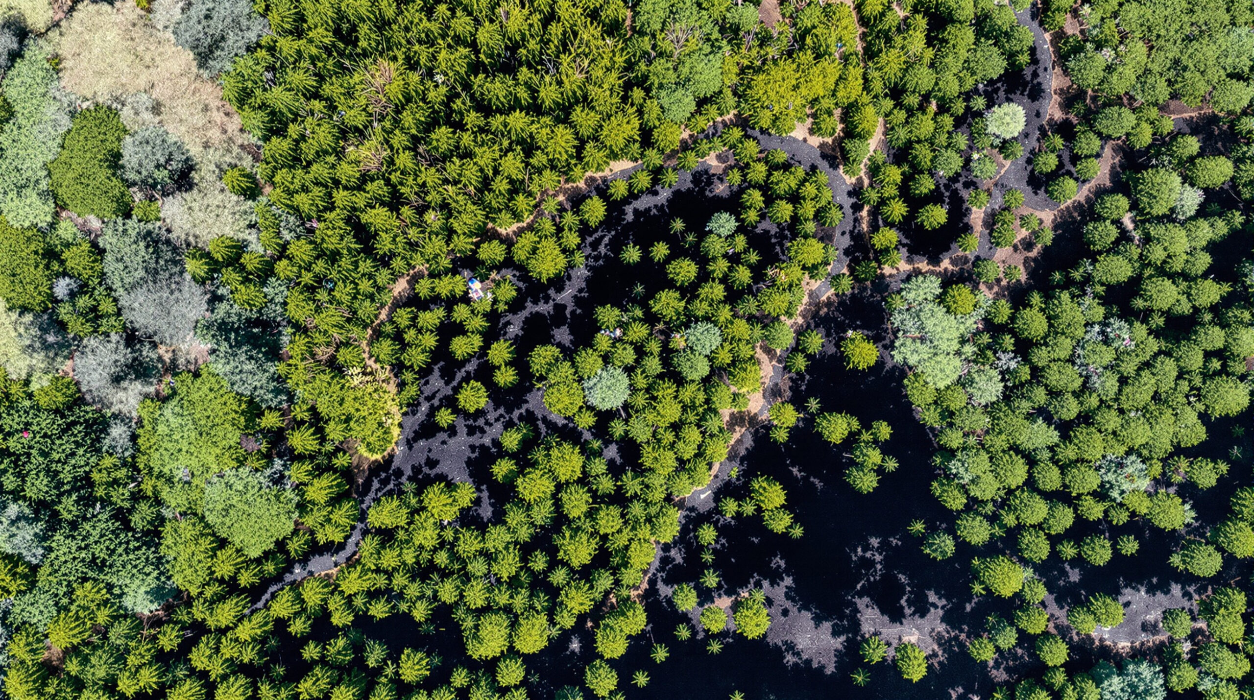 for&ecirc;t_incendie_impact