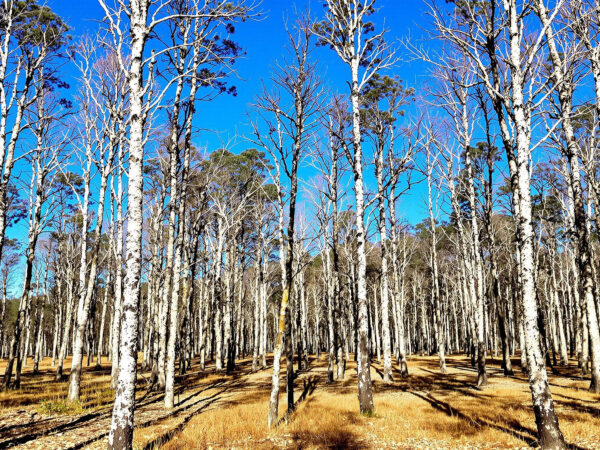 foret_ravagee_incendie