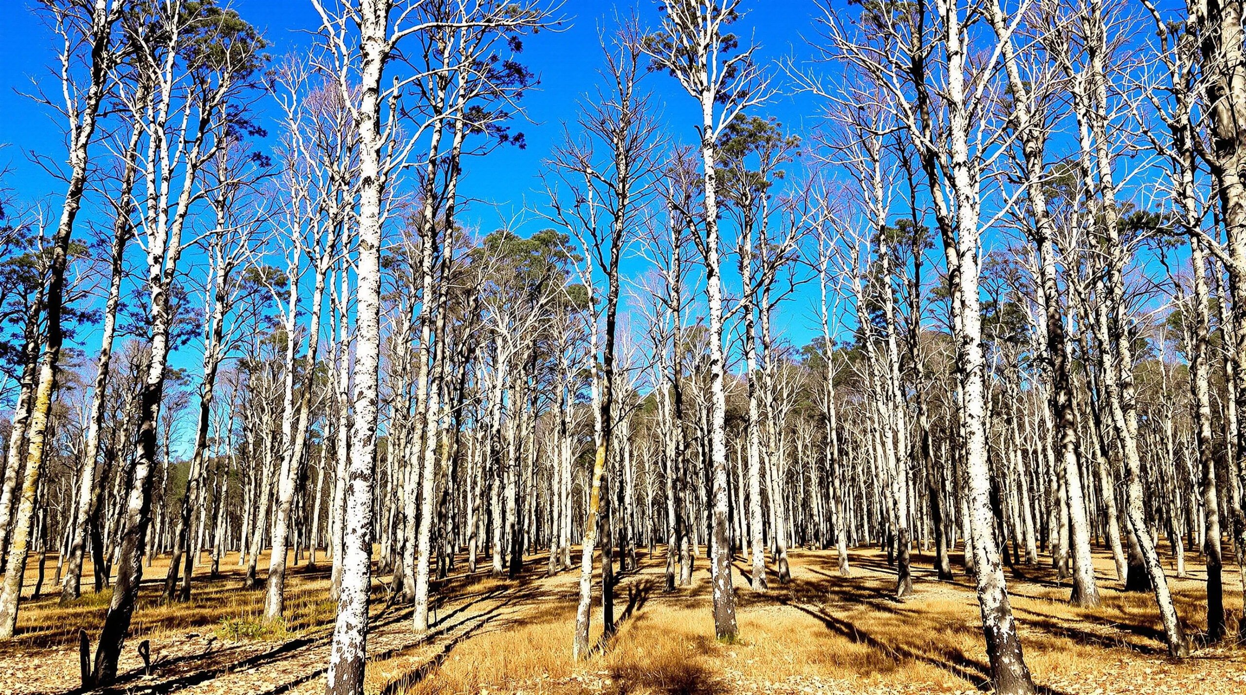 foret_ravagee_incendie