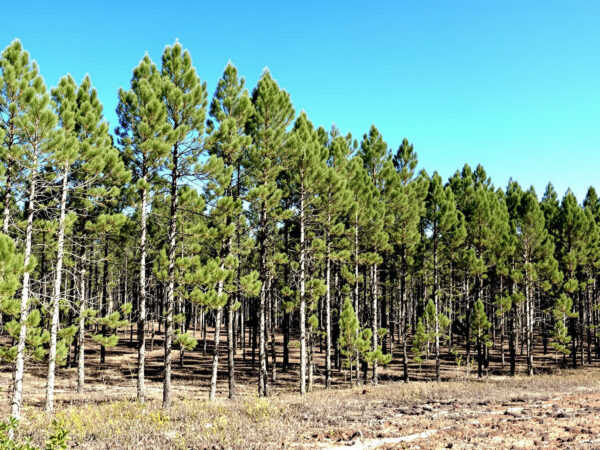 regeneration_forest_clear_sky