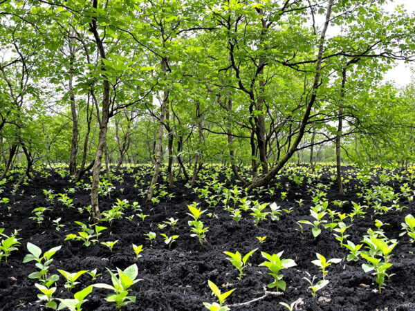 regeneration_forest_gironde_ete