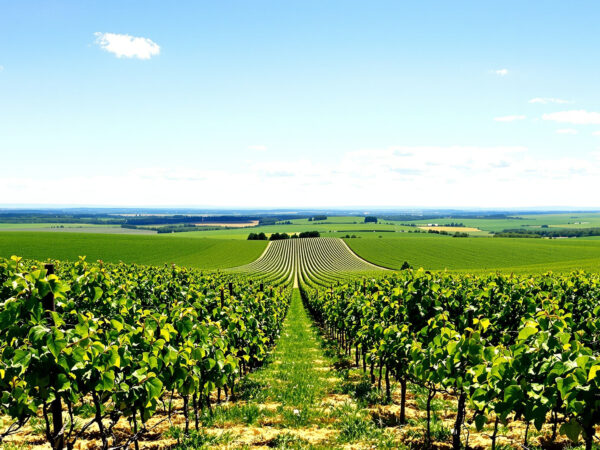 vignoble_ensoleillé