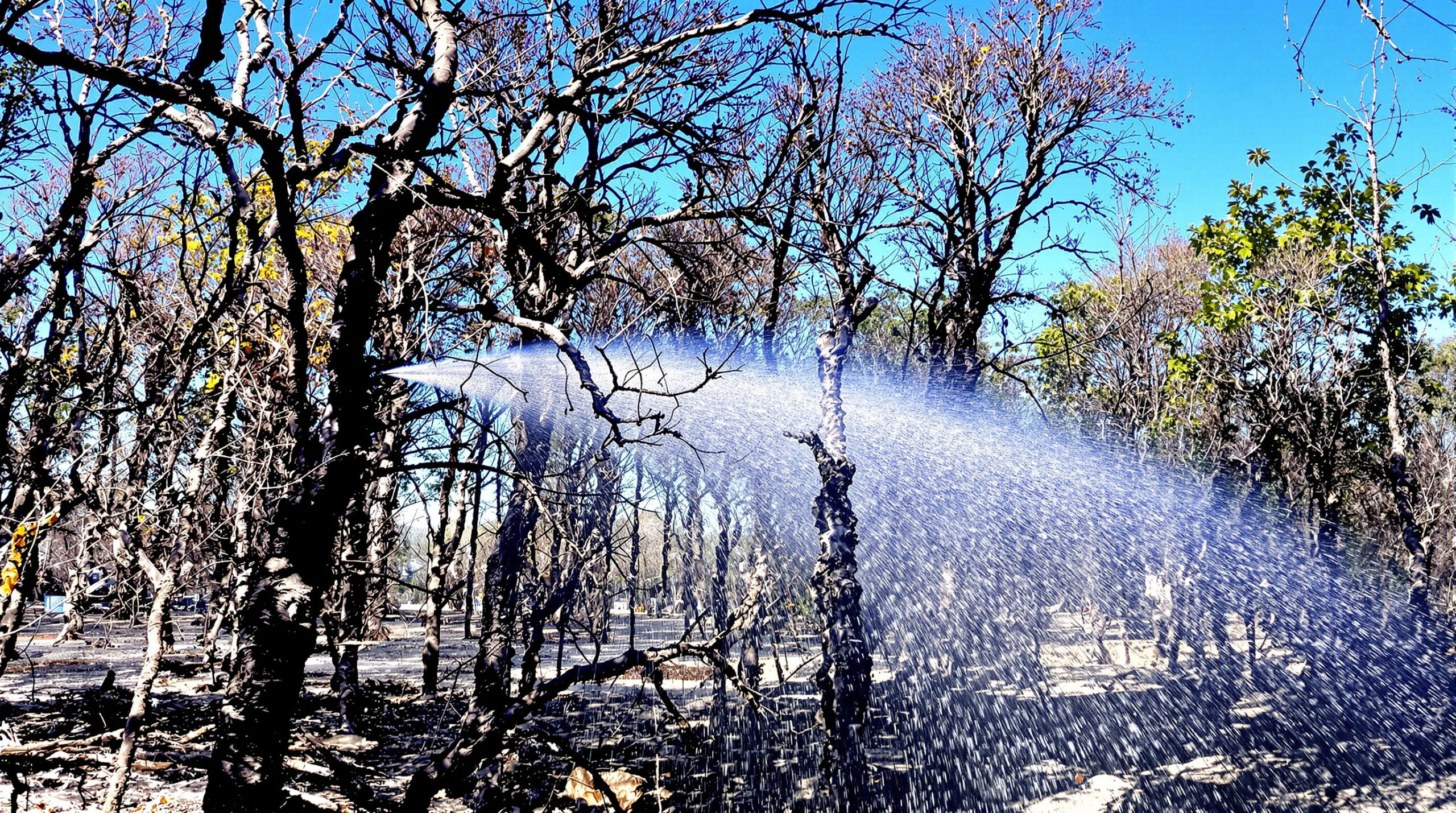foret_intervention_pompiers.png