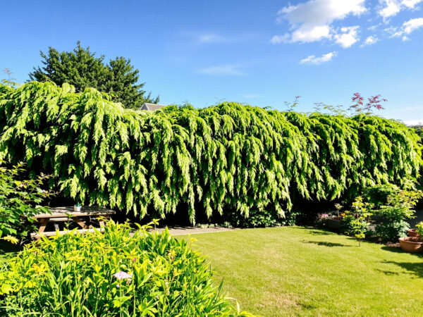 jardin_entretien_haie