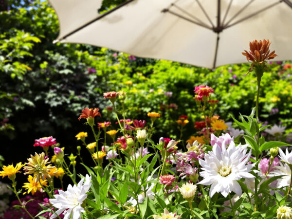 jardin_ombre_parasol_hortensias