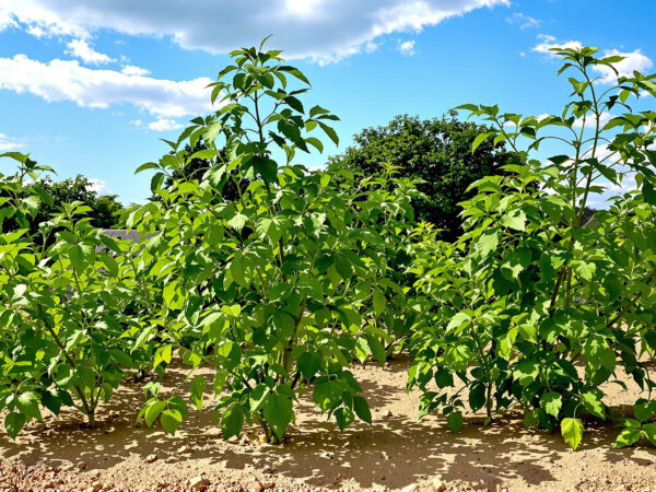 jardin_verdoyant_légumes