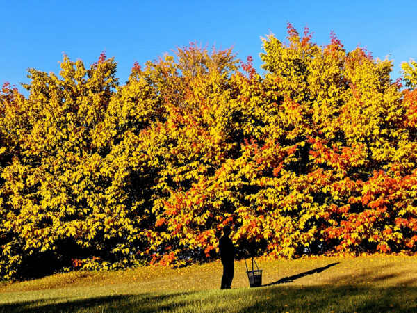 jardinier-silhouette-massif-arbustes