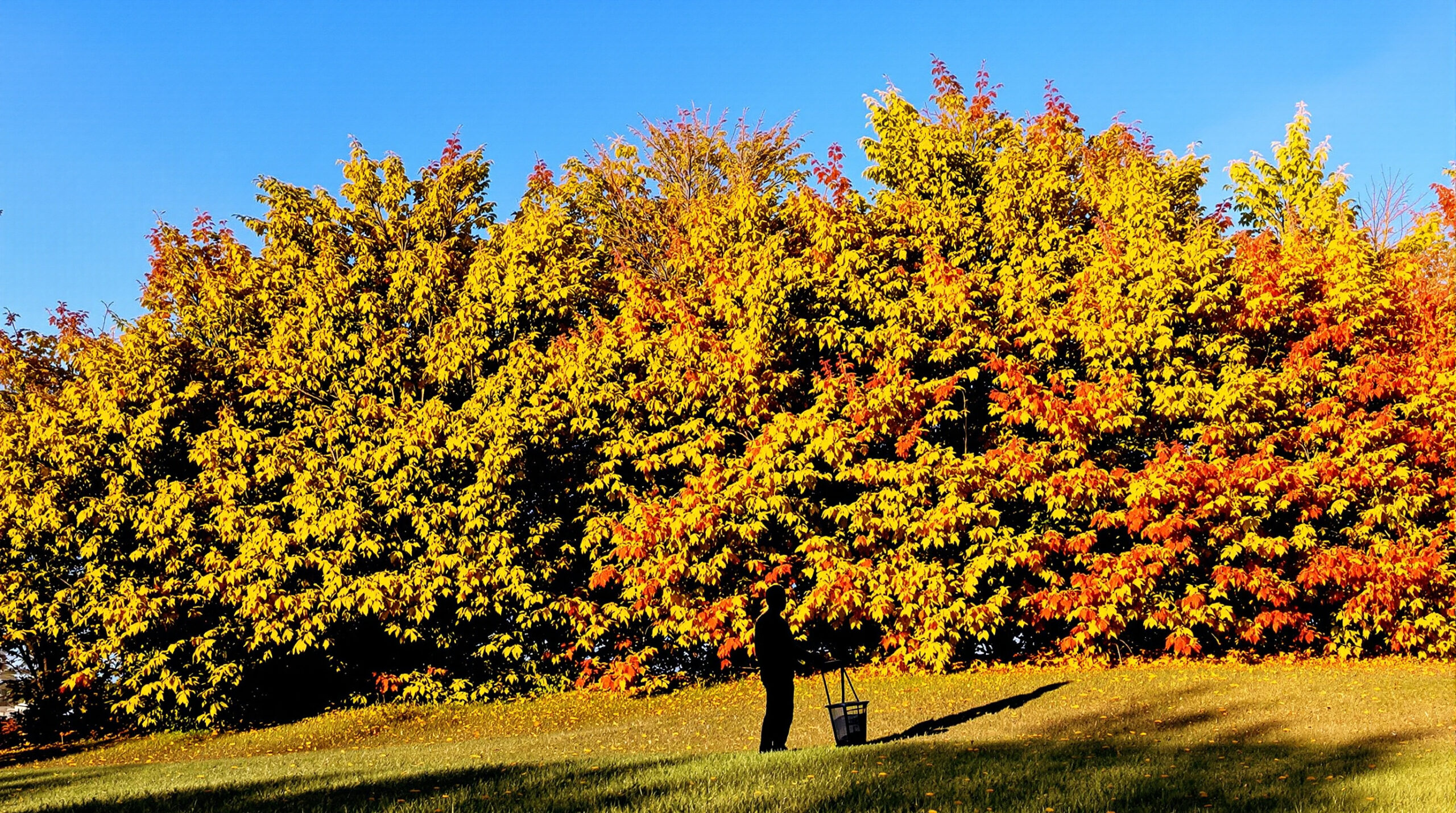 jardinier-silhouette-massif-arbustes