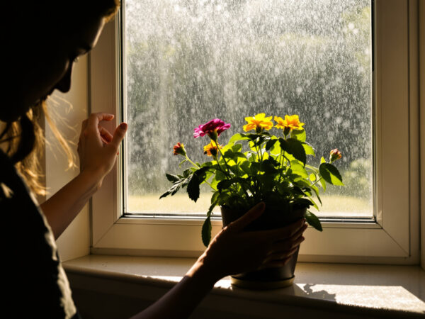 kalanchoe_entretien_fenetre