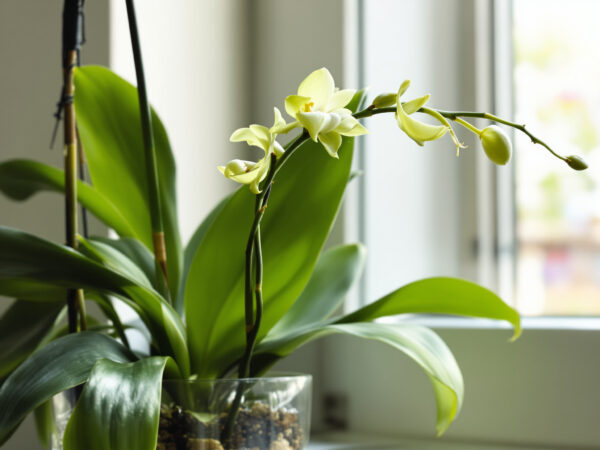 orchid&eacute;e_pot_transparent_vue_epoustouflante