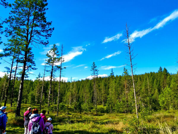 Renouveau-naturel-foret