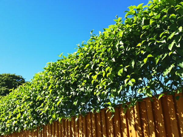 haie_cloture_jardin.