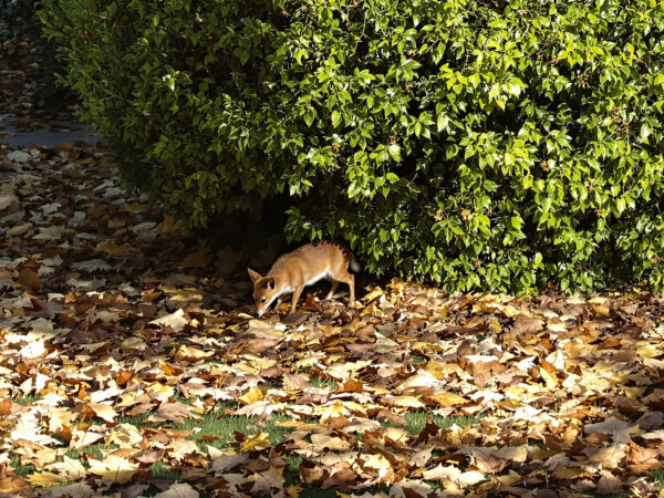 Jardin_acceuillant_herisson_automne
