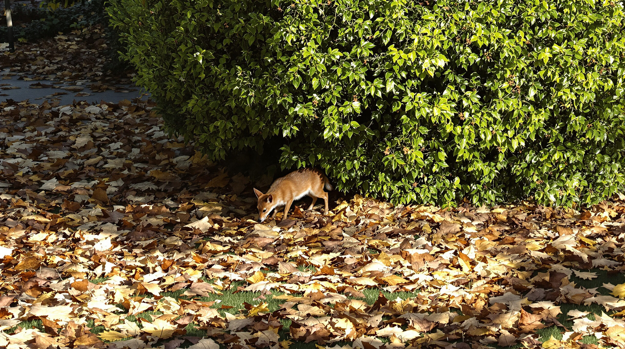 Jardin_acceuillant_herisson_automne